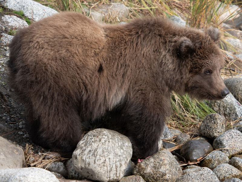 Das Bären-Jungtier 806 mit dem Spitznamen «Pummeliger Prinz» ist im September bereits gut genährt. - Foto: Jimenez/Carmack/National Park Service/dpa