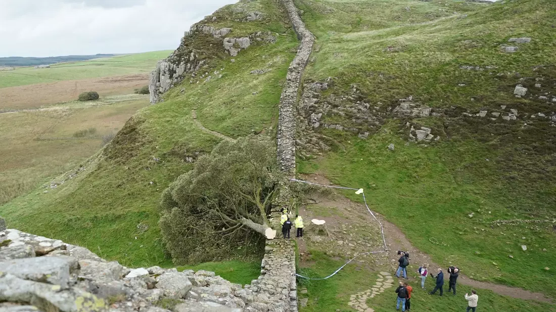 Ein illegal gefällter Baum hat den Hadrianswall beschädigt. - Bild: Owen Humphreys/PA Wire/dpa