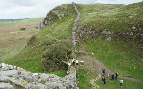 Ein illegal gefällter Baum hat den Hadrianswall beschädigt. - Foto: Owen Humphreys/PA Wire/dpa