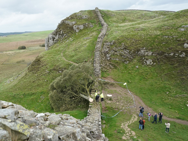 Ein illegal gefällter Baum hat den Hadrianswall beschädigt. - Foto: Owen Humphreys/PA Wire/dpa