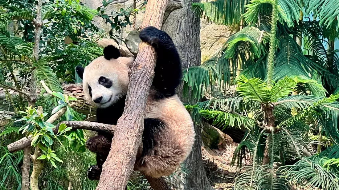 Noch bis zum 20. November können Besucher den kleinen Panda Le Le in seinem Gehege im Zoo in Singapur bestaunen. - Bild: Carola Frentzen/dpa