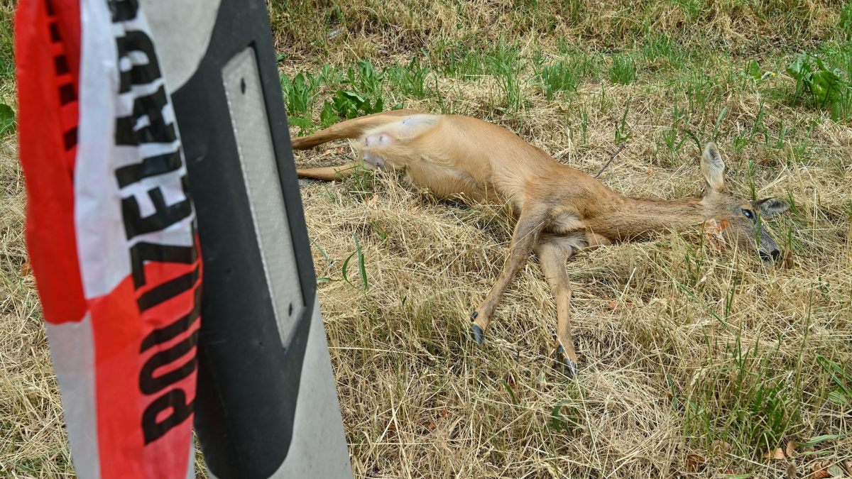 Totes Reh am Straßenrand nach einer Kollision mit einem Fahrzeug. - Foto: Patrick Pleul/dpa