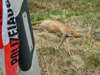 Totes Reh am Straßenrand nach einer Kollision mit einem Fahrzeug. - Foto: Patrick Pleul/dpa