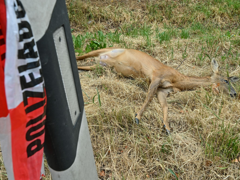 Totes Reh am Straßenrand nach einer Kollision mit einem Fahrzeug. - Foto: Patrick Pleul/dpa