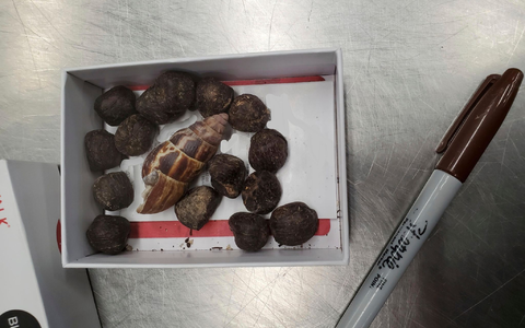 Eine kleine Schachtel mit Giraffenkot, die von einem aus Kenia kommenden Passagier am Minneapolis-St. Paul International Airport beschlagnahmt wurde. - Foto: Uncredited/U.S. Customs and Border Protection/AP/dpa