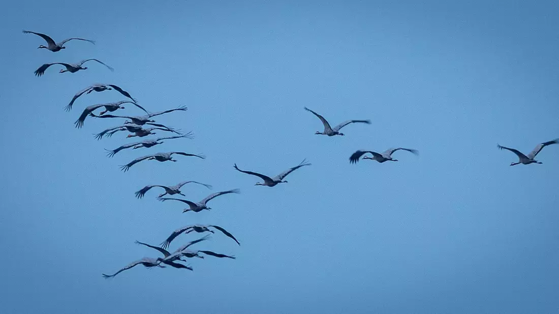 Derzeit sind viele Zugvögel unterwegs - so wie diese Kraniche, hier in Mecklenburg-Vorpommern. - Bild: Jens Büttner/dpa