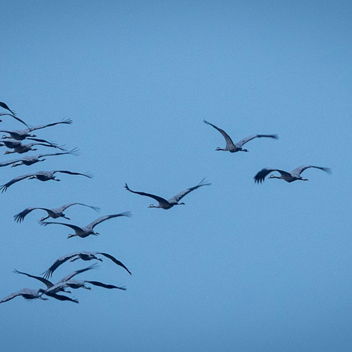 Derzeit sind viele Zugvögel unterwegs - so wie diese Kraniche, hier in Mecklenburg-Vorpommern. - Foto: Jens Büttner/dpa