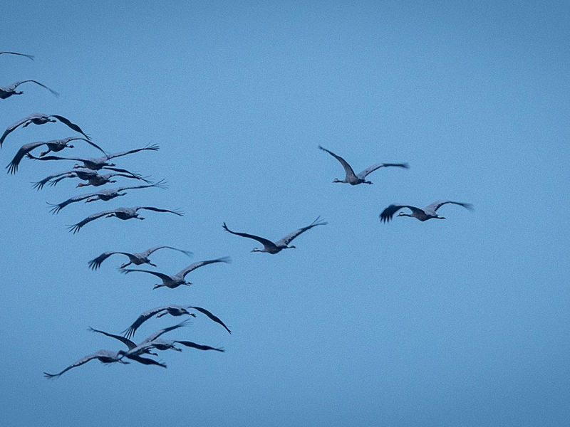 Derzeit sind viele Zugvögel unterwegs - so wie diese Kraniche, hier in Mecklenburg-Vorpommern. - Foto: Jens Büttner/dpa