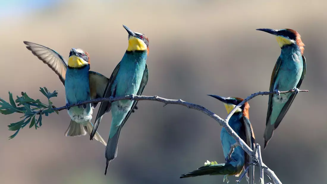 Bienenfresser zählen zu den Zugvögeln. - Bild: Mustafa Kaya/XinHua/dpa