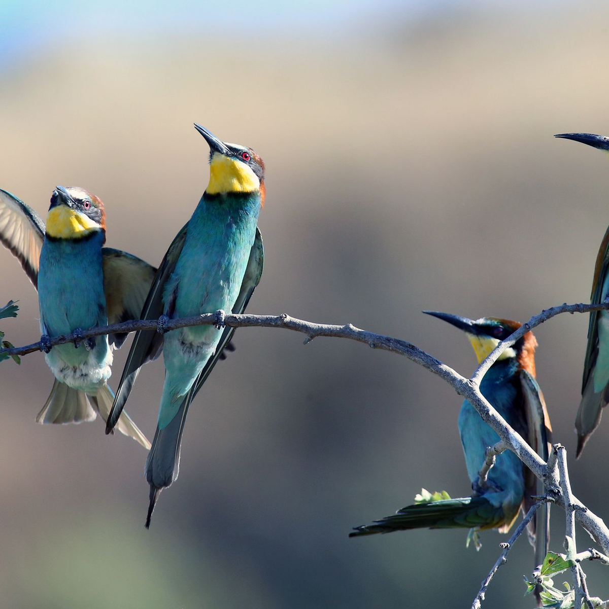 Bienenfresser zählen zu den Zugvögeln. - Foto: Mustafa Kaya/XinHua/dpa