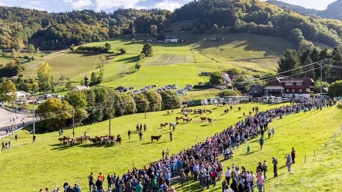 Für die Tiere gab es sogar Blumenkränze. - Bild: Philipp von Ditfurth/dpa