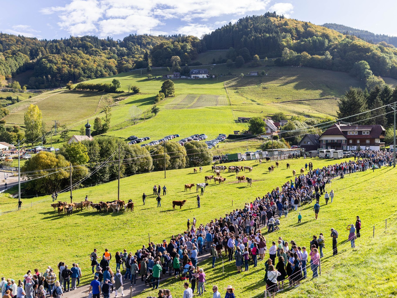 Für die Tiere gab es sogar Blumenkränze. - Foto: Philipp von Ditfurth/dpa