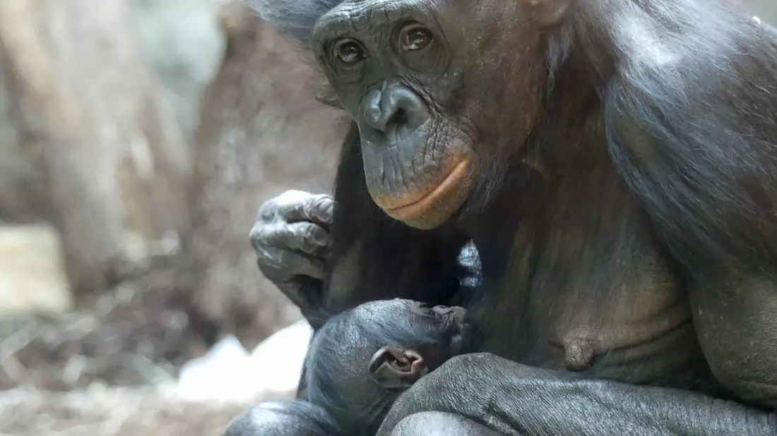 Bonobo-Weibchen «Nayoki» mit ihrem Jungtier im Frankfurter Zoo. - Bild: -/Zoo Frankfurt/dpa
