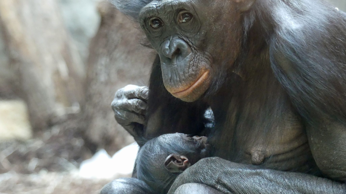 Bonobo-Weibchen «Nayoki» mit ihrem Jungtier im Frankfurter Zoo. - Foto: -/Zoo Frankfurt/dpa