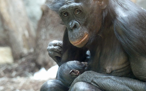 Bonobo-Weibchen «Nayoki» mit ihrem Jungtier im Frankfurter Zoo. - Foto: -/Zoo Frankfurt/dpa