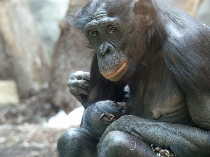 Bonobo-Weibchen «Nayoki» mit ihrem Jungtier im Frankfurter Zoo. - Foto: -/Zoo Frankfurt/dpa
