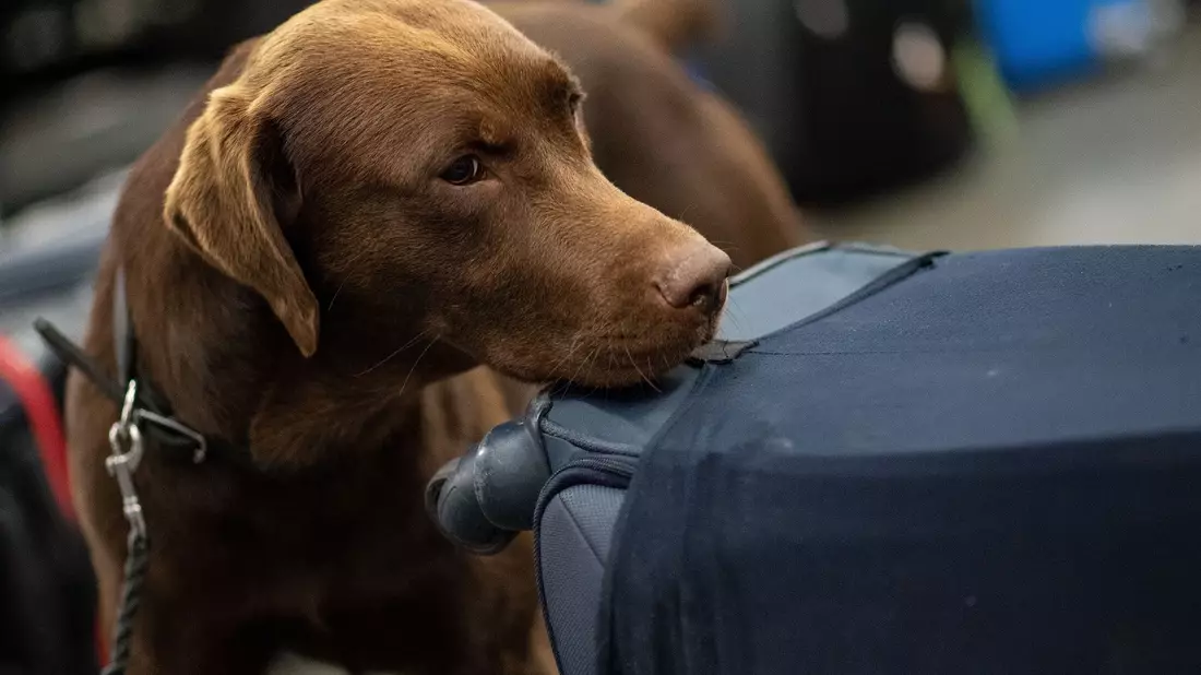 Ein Drogenspürhund schnüffelt während einer Gepäckkontrolle des Zolls am Flughafen Köln/Bonn an Koffern. - Bild: Marius Becker/dpa