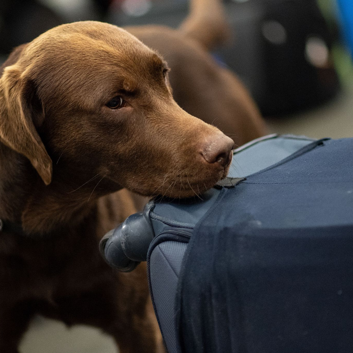 Ein Drogenspürhund schnüffelt während einer Gepäckkontrolle des Zolls am Flughafen Köln/Bonn an Koffern. - Foto: Marius Becker/dpa