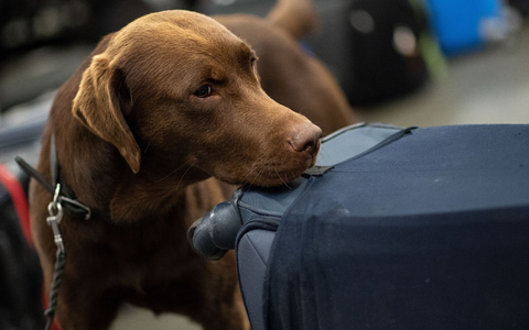 Ein Drogenspürhund schnüffelt während einer Gepäckkontrolle des Zolls am Flughafen Köln/Bonn an Koffern. - Foto: Marius Becker/dpa