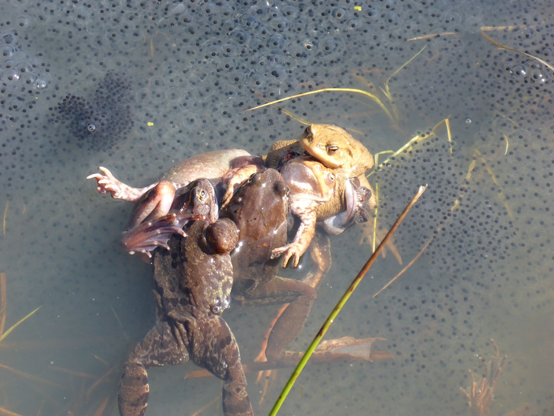Paarungszene bei Grasfröschen: Manchmal klammern viele Männchen ein Weibchen. Die Forscher sprechen hierbei von einem «Paarungsball», der für Weibchen häufig tödlich ende. - Foto: Carolin Dittrich/MfN/dpa