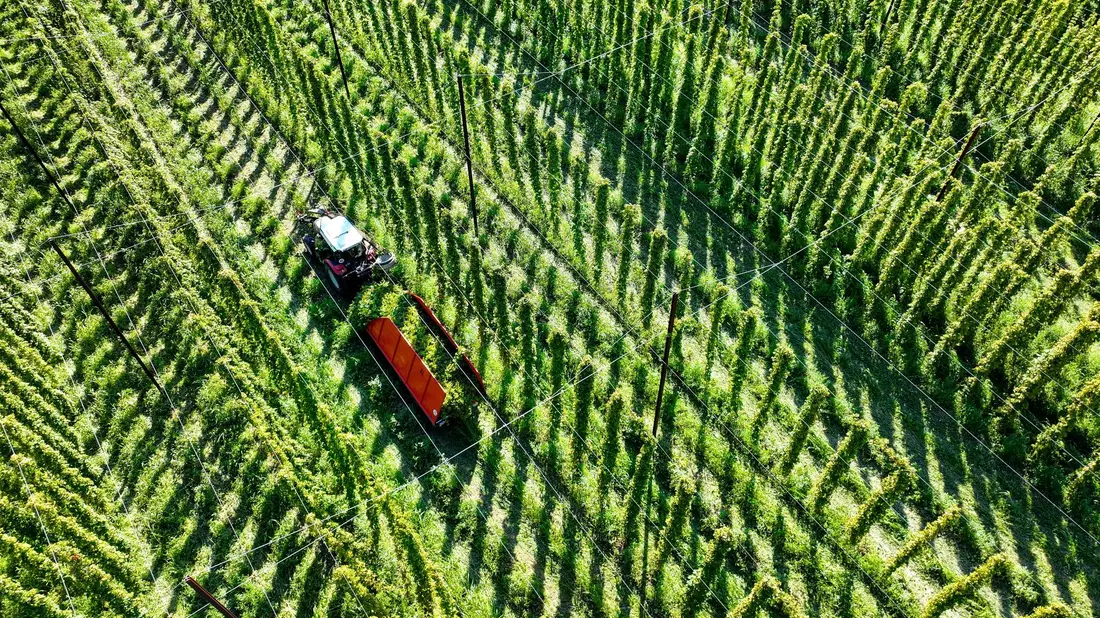 Das sich verändernde Klima stellt die Landwirte auch beim Anbau von Hopfen vor Herausforderungen. - Bild: Felix Kästle/dpa