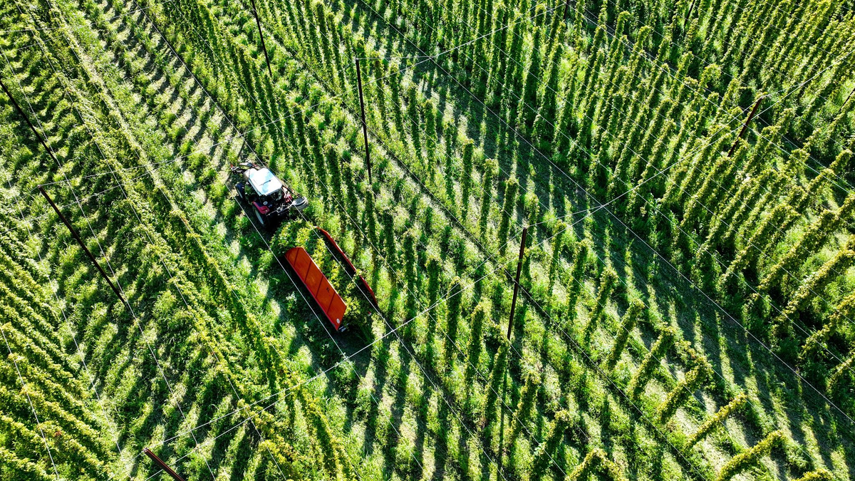 Das sich verändernde Klima stellt die Landwirte auch beim Anbau von Hopfen vor Herausforderungen. - Foto: Felix Kästle/dpa