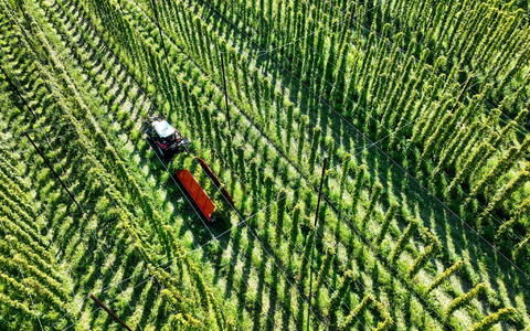 Das sich verändernde Klima stellt die Landwirte auch beim Anbau von Hopfen vor Herausforderungen. - Foto: Felix Kästle/dpa