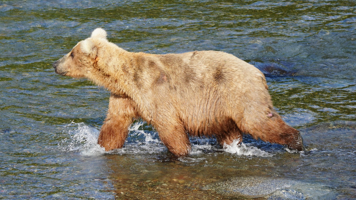 Braunbärin Grazer ist die massige Gewinnerin des diesjährigen «Fat Bear»-Wettbewerbs in Alaska. - Foto: Boak/National Park Service/dpa