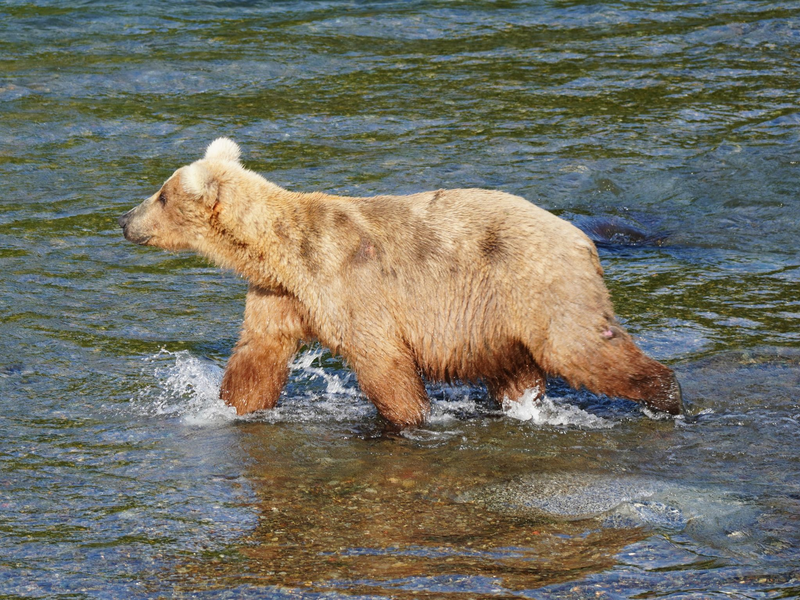 Braunbärin Grazer ist die massige Gewinnerin des diesjährigen «Fat Bear»-Wettbewerbs in Alaska. - Foto: Boak/National Park Service/dpa