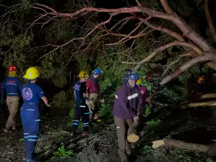 Feuerwehrleute in Mexiko entfernen Bäume, die auf einer Straße liegen. - Foto: Valentin Gonzalez/AP/dpa
