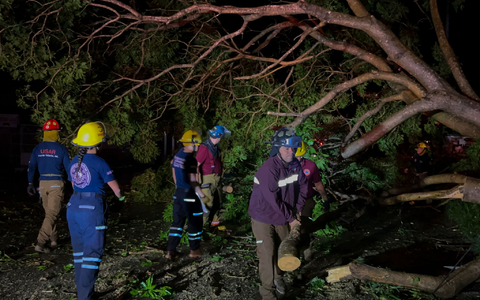 Feuerwehrleute in Mexiko entfernen Bäume, die auf einer Straße liegen. - Bild: Valentin Gonzalez/AP/dpa