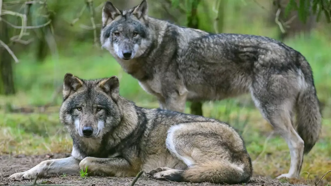 Zwei Wölfe in einem Gehege in einem Wildpark. - Bild: Patrick Pleul/dpa