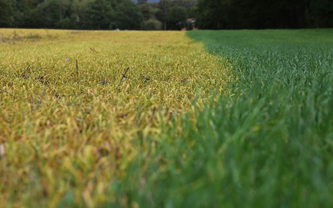 Auf die frischen grünen Blätter wurde ein Totalherbizid mit dem Wirkstoff Glyphosat ausgebracht. Dadurch sterben die grünen Pflanzen ab (links) und verfärben ihre Blätter charakteristisch gelb. - Foto: Axel Seidemann/dpa