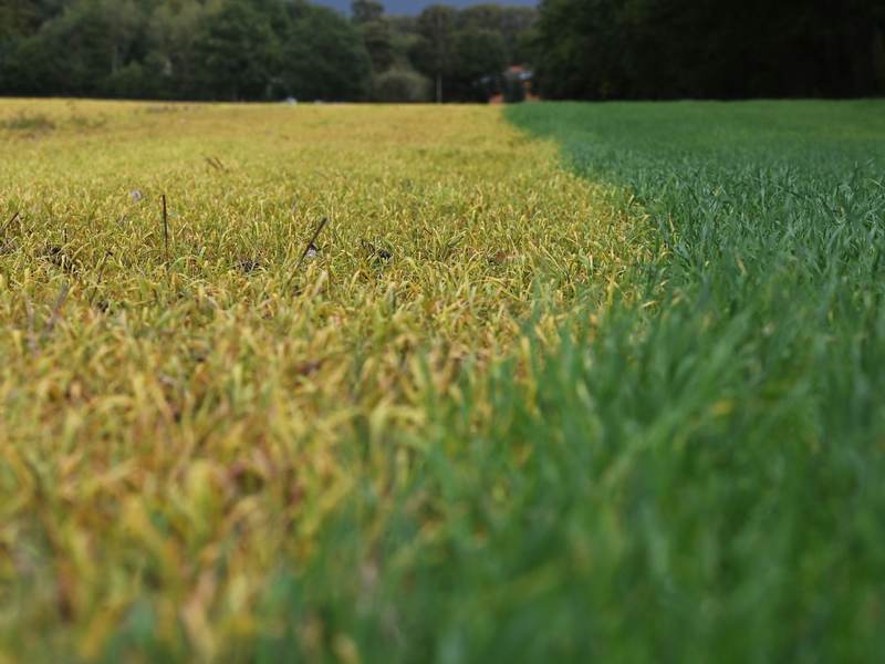 Auf die frischen grünen Blätter wurde ein Totalherbizid mit dem Wirkstoff Glyphosat ausgebracht. Dadurch sterben die grünen Pflanzen ab (links) und verfärben ihre Blätter charakteristisch gelb. - Foto: Axel Seidemann/dpa