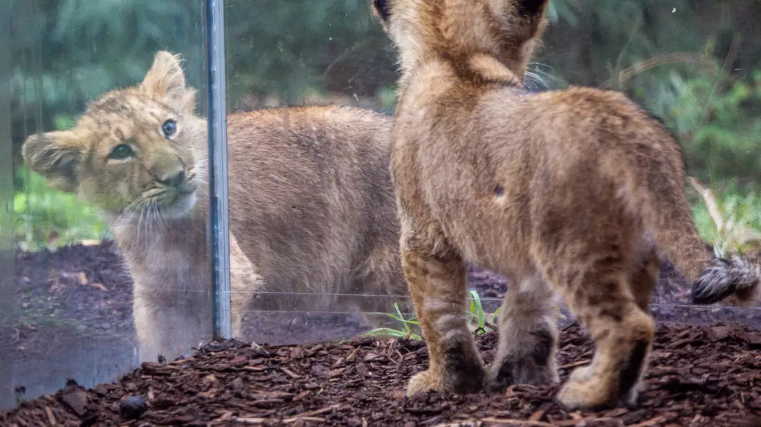 Die beiden kleinen Löwenkinder im Schweriner Zoo erkunden das Gehege. - Bild: Jens Büttner/dpa