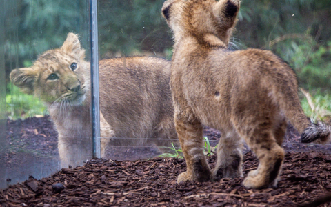 Die beiden kleinen Löwenkinder im Schweriner Zoo erkunden das Gehege. - Foto: Jens Büttner/dpa