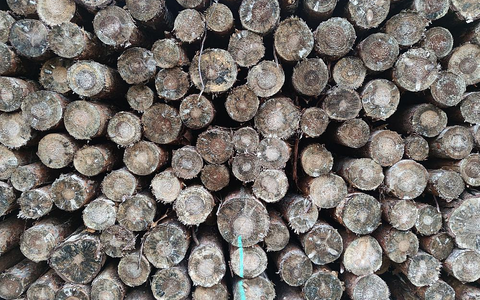 Holzstämme (Archiv) - Foto: über dts Nachrichtenagentur