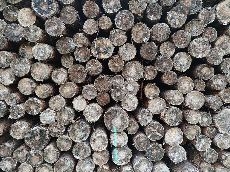 Holzstämme (Archiv) - Foto: über dts Nachrichtenagentur