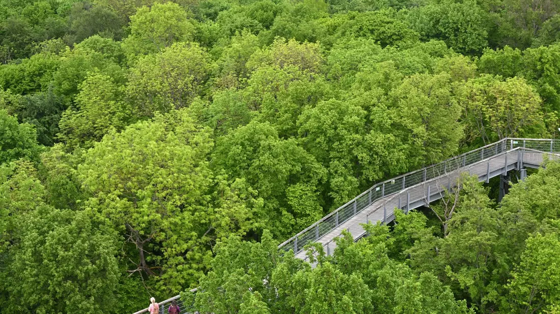 Besucher gehen über den Baumkronenpfad im Nationalpark Hainich unweit von Bad Langensalza. Der Nationalpark gehört seit 2011 zur Welterbestätte «Buchenurwälder der Karpaten und alte Buchenwälder Deutschlands». - Bild: Martin Schutt/dpa