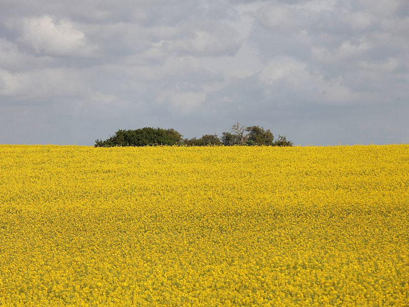 Rapsfeld (Archiv) - Foto: über dts Nachrichtenagentur