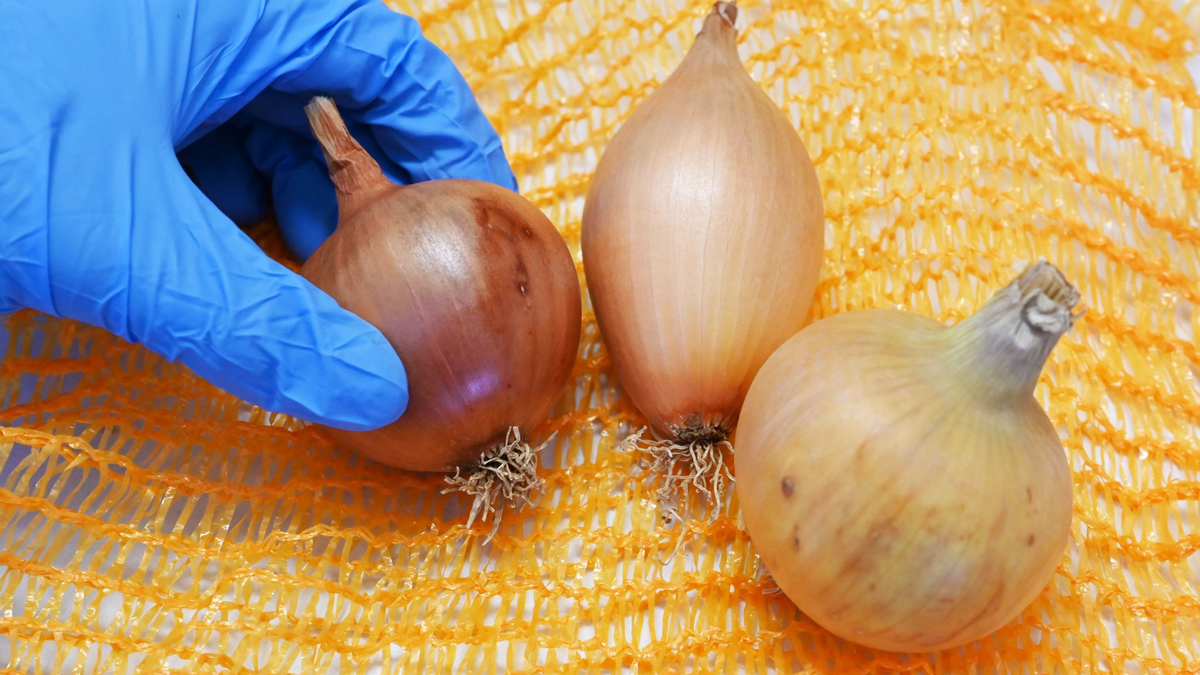 Zwiebeln der Sorten (l-r) Stanova, Birnenförmig und Hytech F1 im Max Rubner Institut (MRI) in Karlsruhe. - Foto: Uli Deck/dpa
