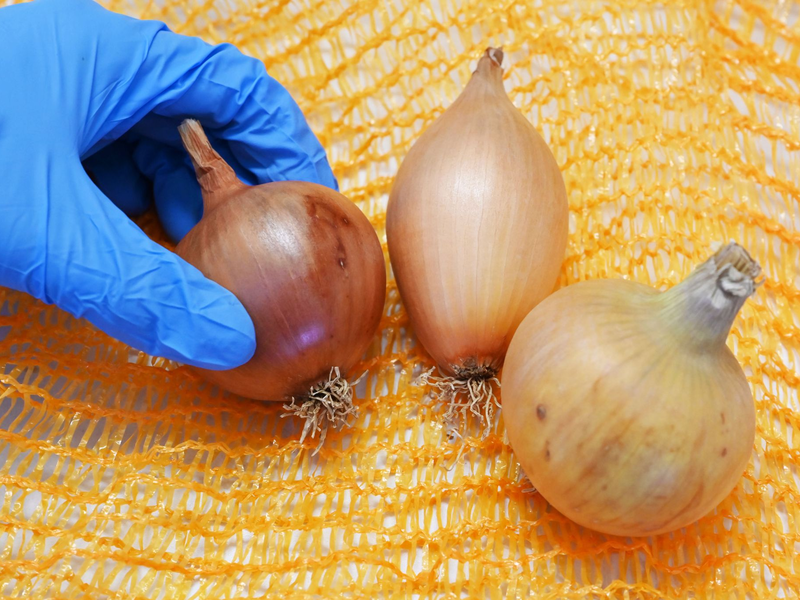 Zwiebeln der Sorten (l-r) Stanova, Birnenförmig und Hytech F1 im Max Rubner Institut (MRI) in Karlsruhe. - Foto: Uli Deck/dpa