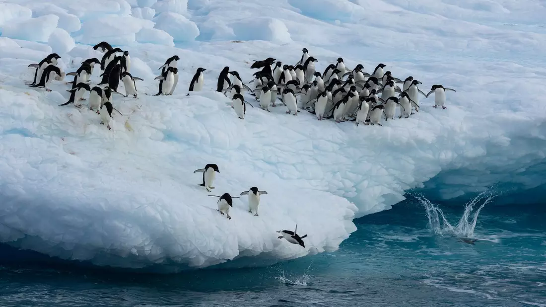 Kaiserpinguine im Weddellmeer. - Bild: John Weller/dpa