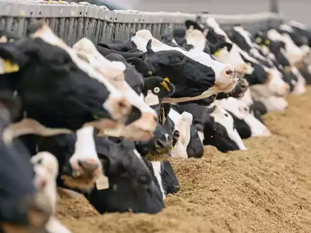 Milchkühe in einem Gut. (Illustration) - Foto: Bernd Wüstneck/dpa