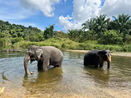 Der Lebensraum für die Elefanten schwindet auch in Thailand. (Archivbild) - Foto: Carola Frentzen/dpa