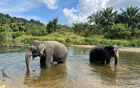 Der Lebensraum für die Elefanten schwindet auch in Thailand. (Archivbild) - Foto: Carola Frentzen/dpa Der Lebensraum für die Elefanten schwindet auch in Thailand. (Archivbild) - Foto: Carola Frentzen/dpa