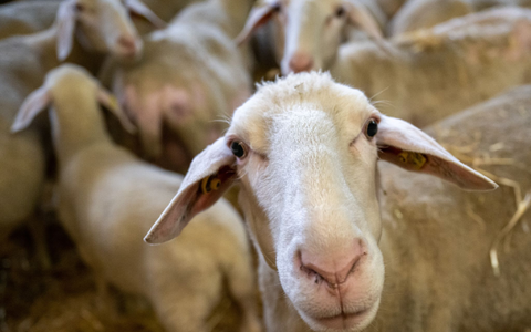 Schafe stehen in einem Stall. (Illustration) - Foto: Peter Kneffel/dpa