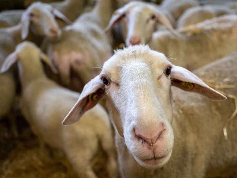 Schafe stehen in einem Stall. (Illustration) - Foto: Peter Kneffel/dpa