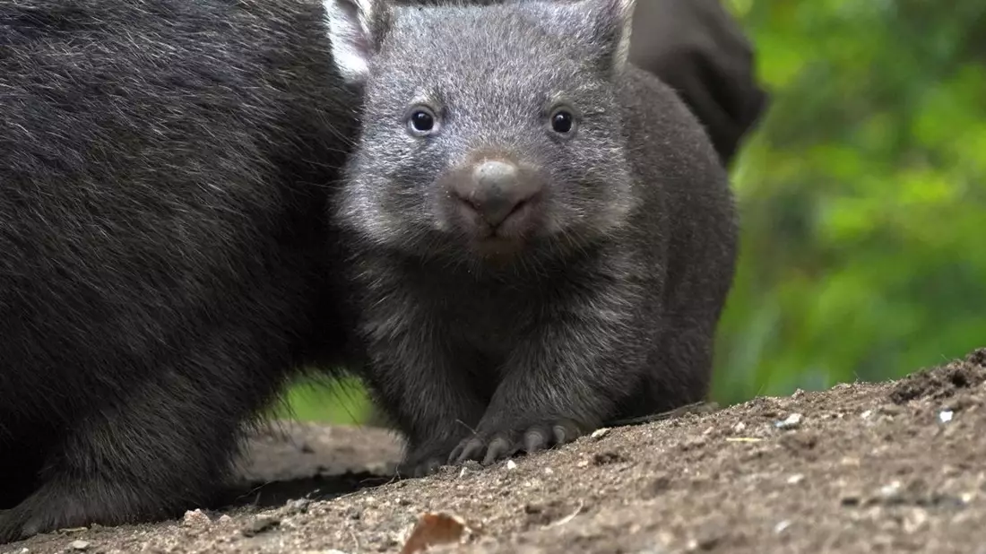 Der Wombat-Nachwuch im Zoo Hannover. - Bild: Yvonne Riedelt/Zoo Hannover/dpa