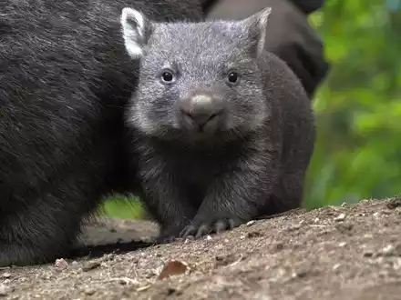 Der Wombat-Nachwuch im Zoo Hannover. - Foto: Yvonne Riedelt/Zoo Hannover/dpa